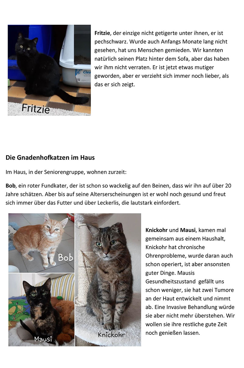 Gnadenhof Katzen 6
